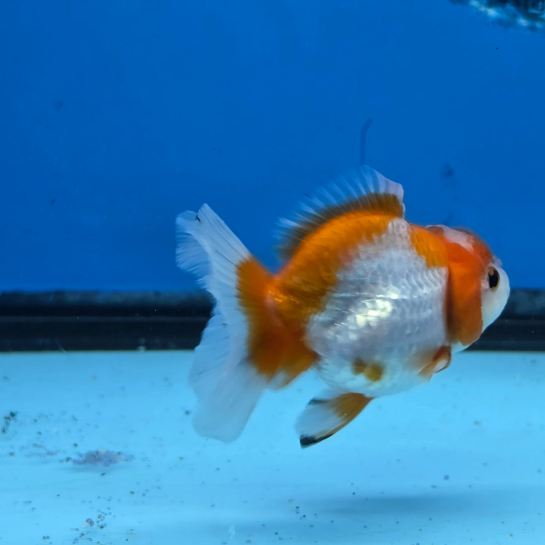 Thai Oranda Red and White Color 2.5 in Body Female (FEB-531)R3A06