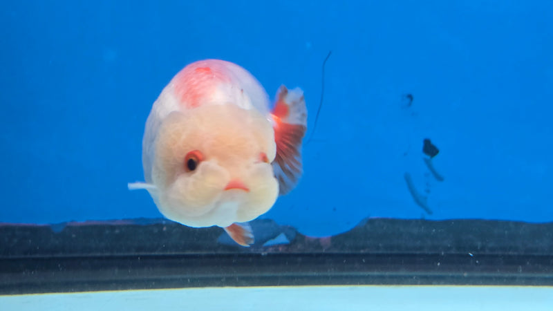 Thai Red/White Lionchu Ranchu 2.75 inch Body Male (NNN-2086)R4C08