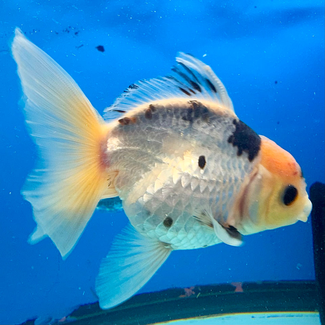 Thai Oranda Panda 3.0” Male(FEB-628)R1A09