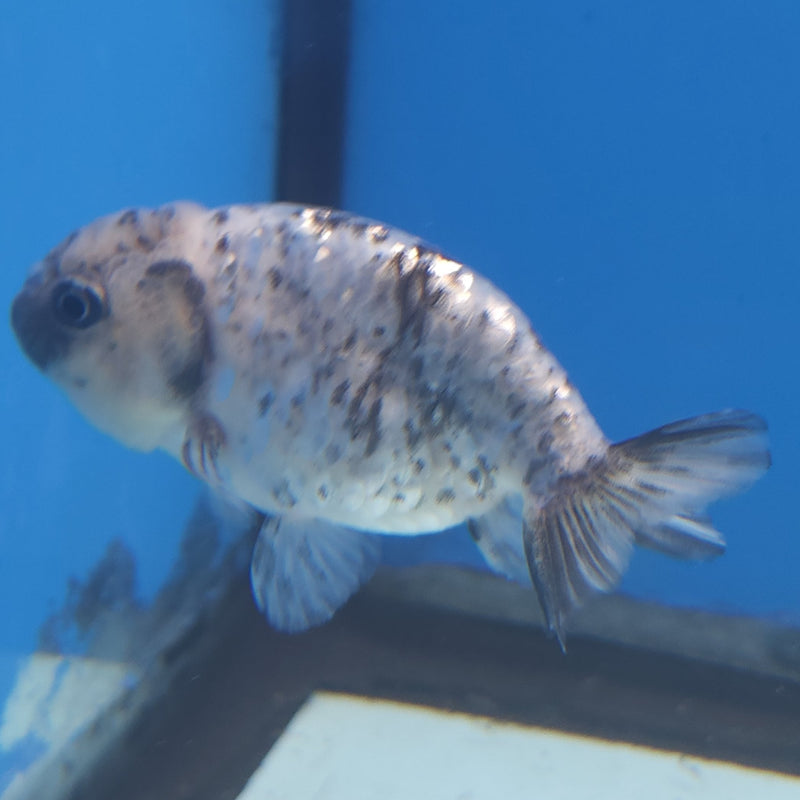 Thai Ranchu Granite 2.5in Female (FEB-339)R3A14
