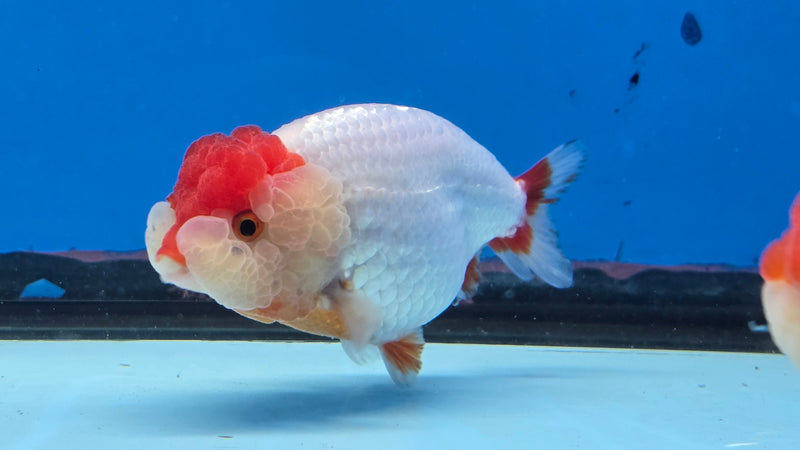 Thai Red/White Lionchu Ranchu 3.00 inch Body Male (NNN-2087)R4C08