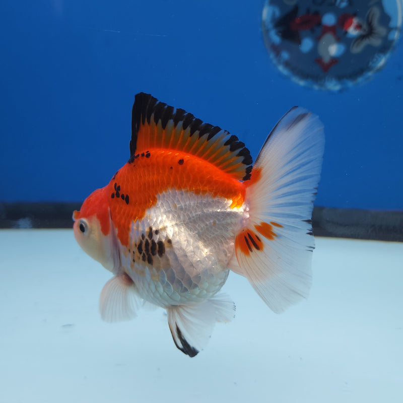 Thai Oranda Tri-Color 3” Female (FEB-258)R3A04