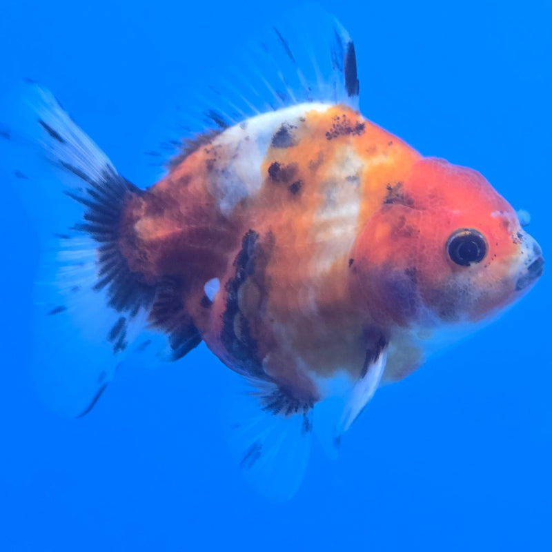 Thai Shogun Calico Oranda 2.5" Body Male A+ Grade(CK-607)R3A03