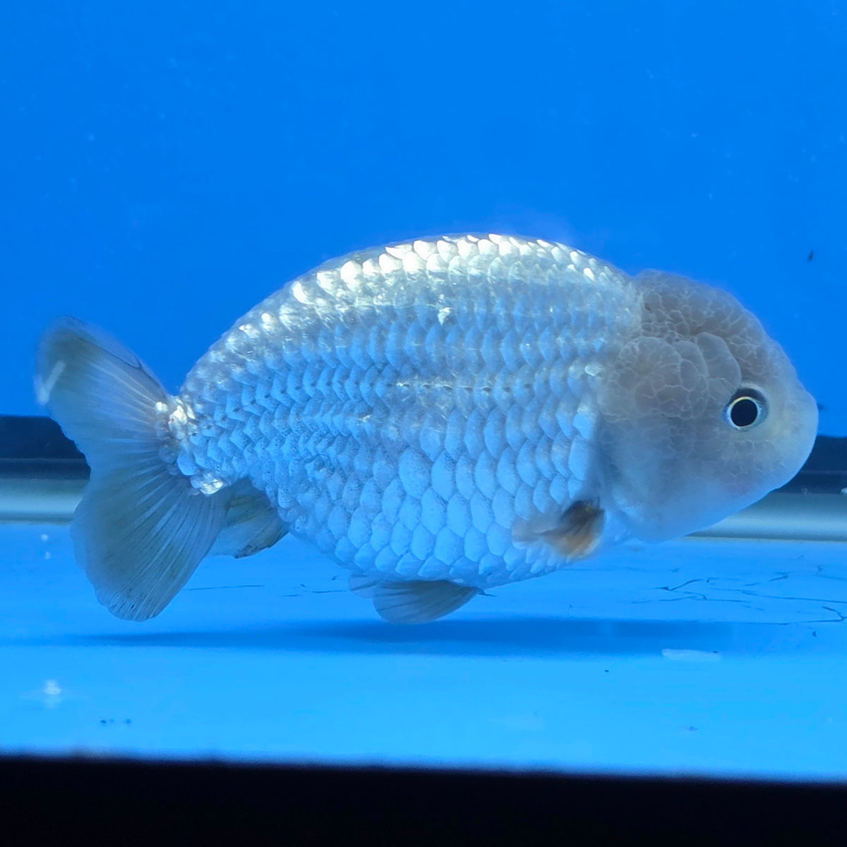 Thai Ranchu 2.50" Body Female (FEB-816)R2B05