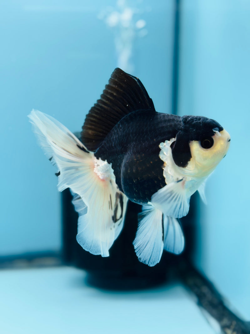 Thai Panda Orchid Tail Oranda 3.50 inch Body (KP-212)R1A11