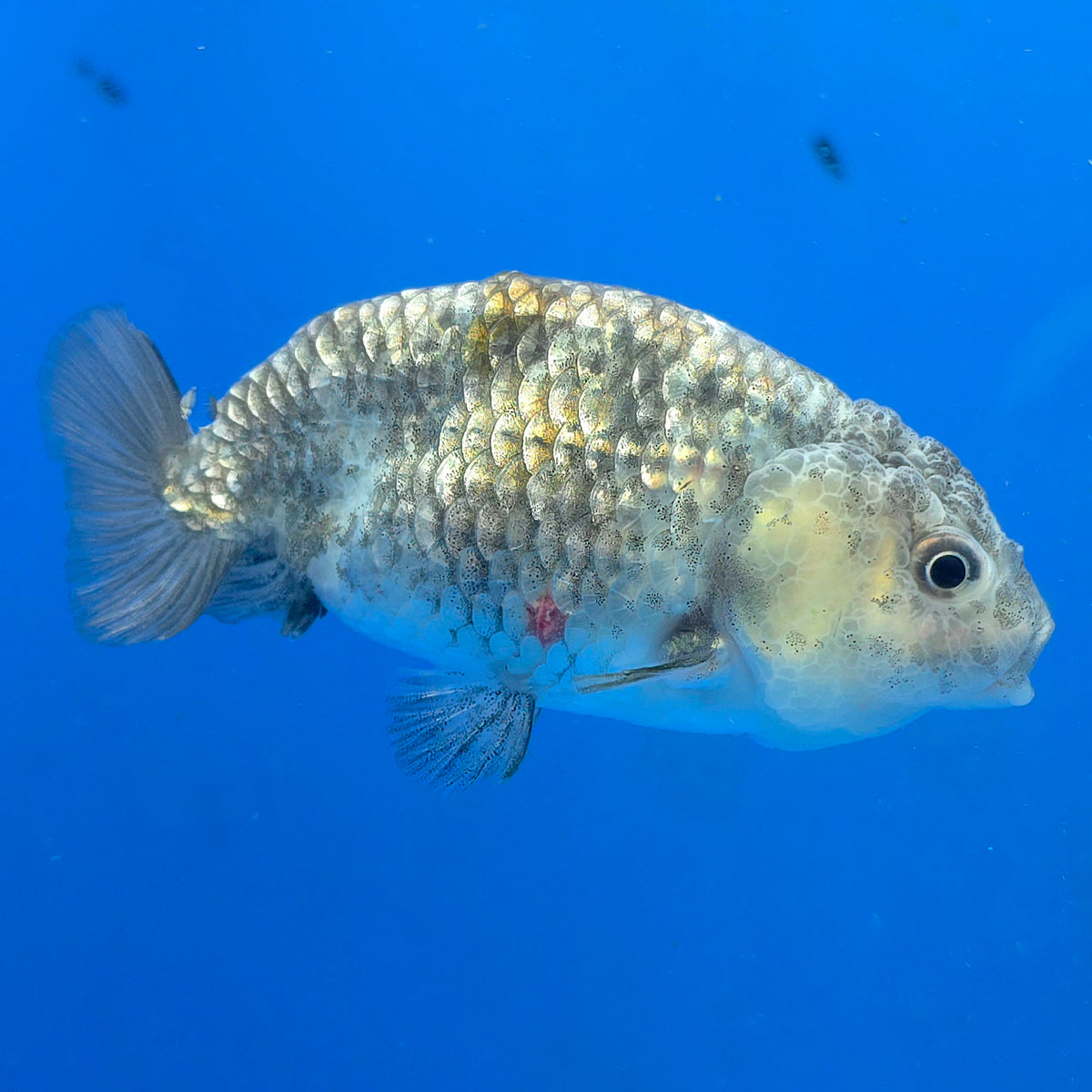 Thai Ranchu 2.50" Body Female (FEB-864)R2B03