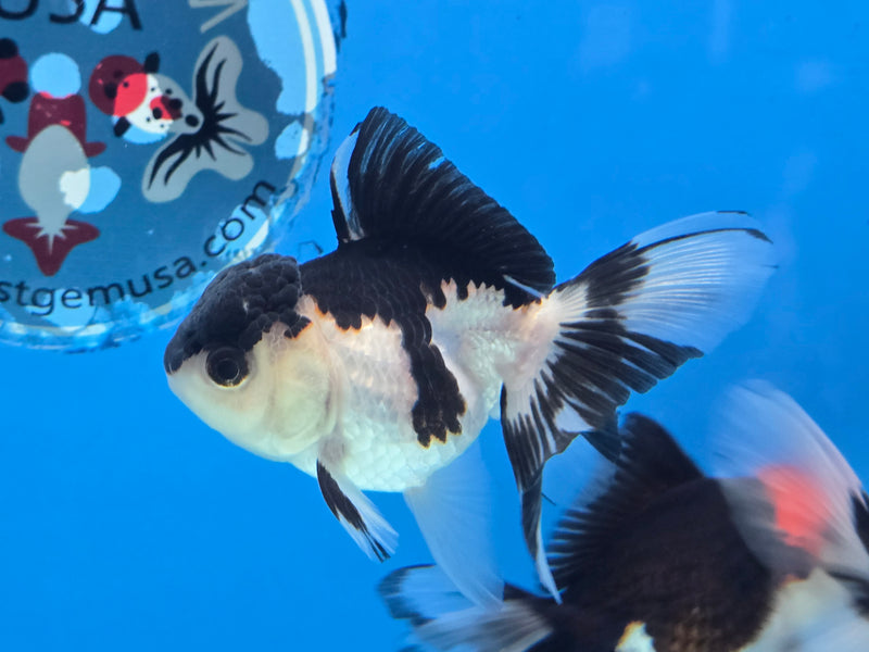 Thai Panda Oranda 2.50 inch Body Female (NNN-2074)R4B06