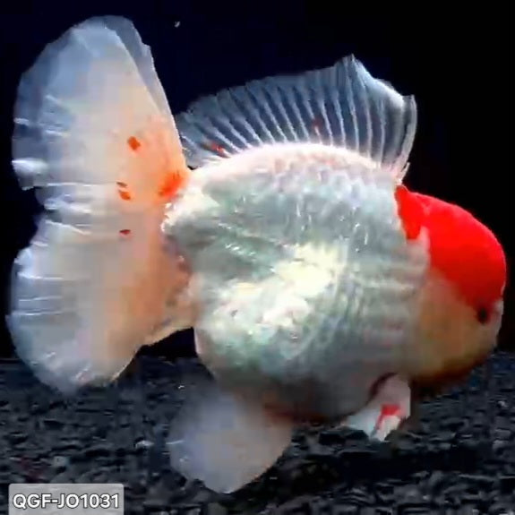 Thai Premium Super Jumbo Red Cap 5.00 inch Body Oranda (QGF-JO1031)