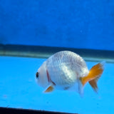 Thai Ranchu Red and White 2.00" Body Female (FEB-866)R2B02