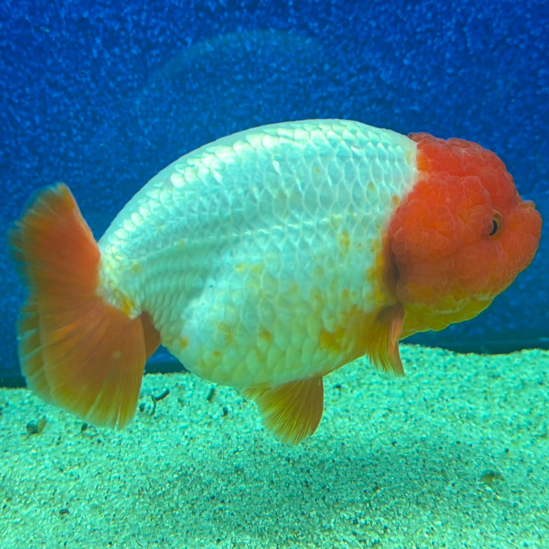 Thai Ranchu Red & White 3.5in Female (FEB-466)BLUETUBA