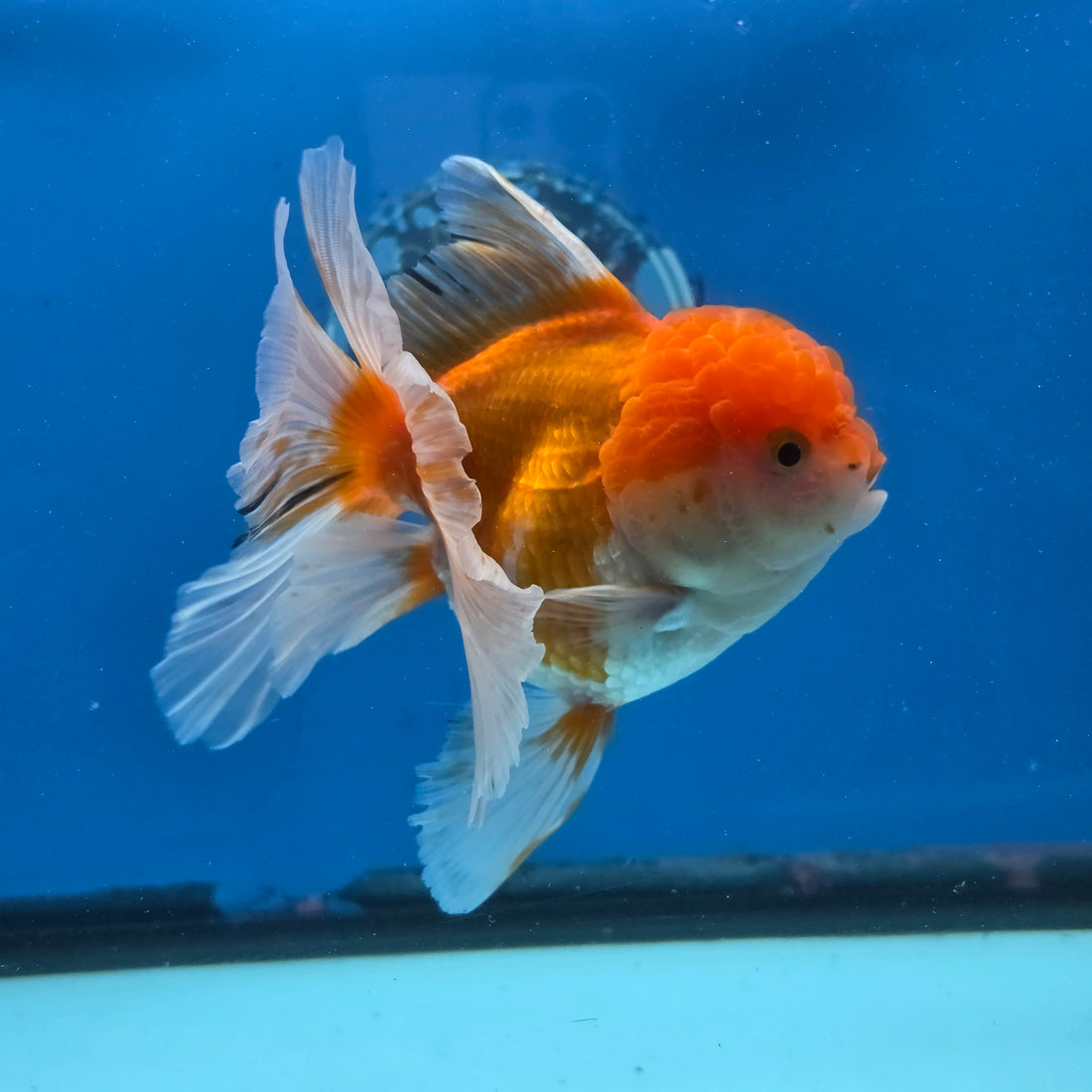 Thai Oranda Red and White 4.5" Body Female 9mths(FEB-572)R3A01