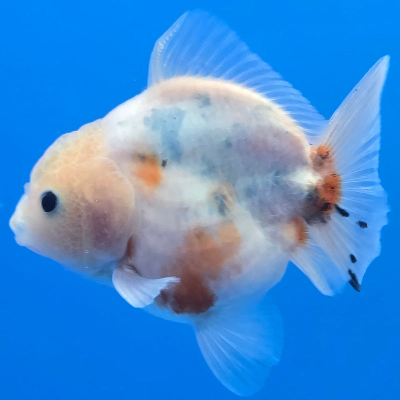 Thai Shogun Calico Oranda 2.5" Body Male A+ Grade(CK-609)R3A03