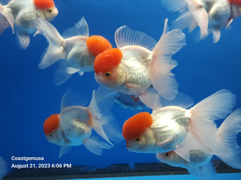 Live Fancy Goldfish Premium Select Our Choice Thai Red Cap Stocky Body Oranda 3.5'' inch Body Large (CGF)