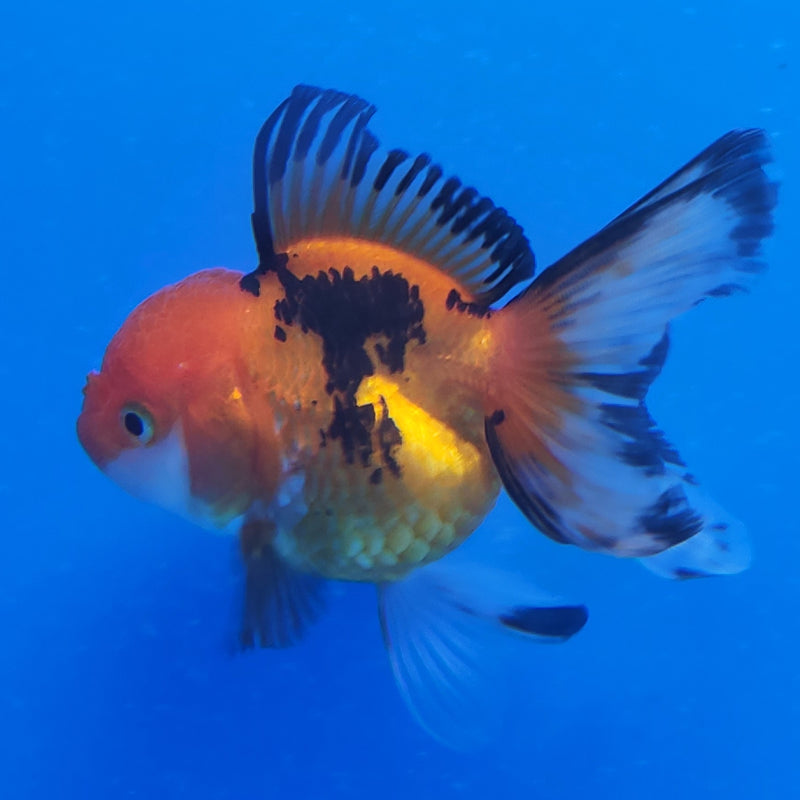 Thai Oranda Tri-Color 2.5in Female (FEB-199)R3B07
