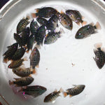 GREEN TEXAS GT75 FRY 1.00-2.00 inch