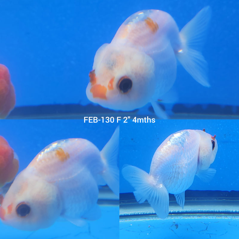 White Calico Ranchu 2” Body Female (FEB-130)R3B10