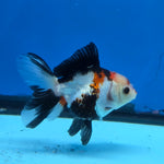 Thai Oranda Tri Color 3 in Body Male (FEB-523)R3A07