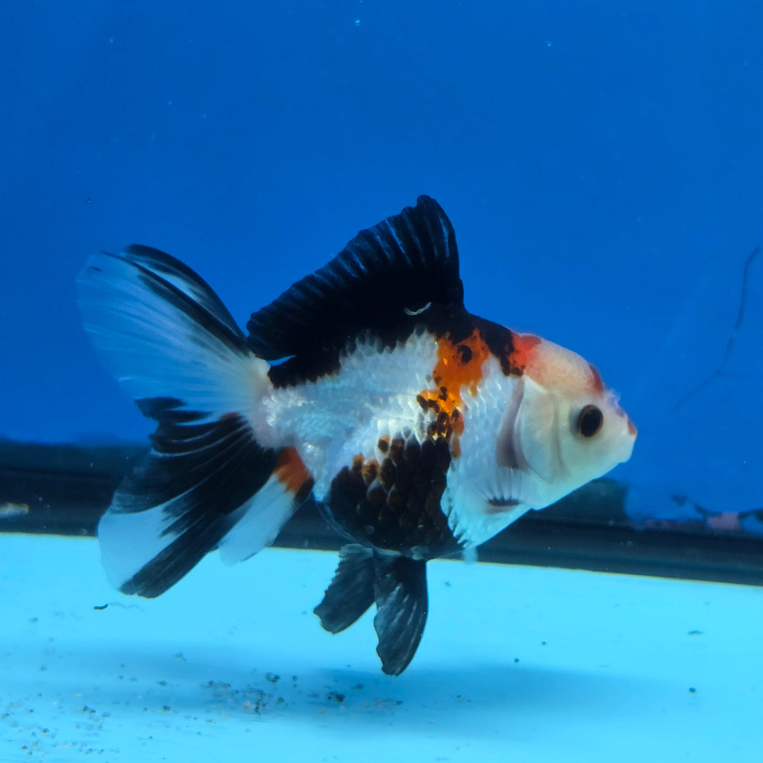 Thai Oranda Tri Color 3 in Body Male (FEB-523)R3A07