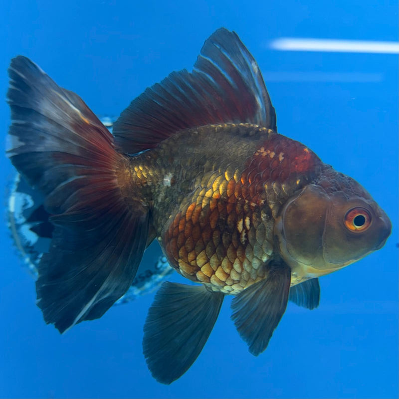 Thai Oranda Copper Silver JUMBO  4.5” Body Female(FEB-381)