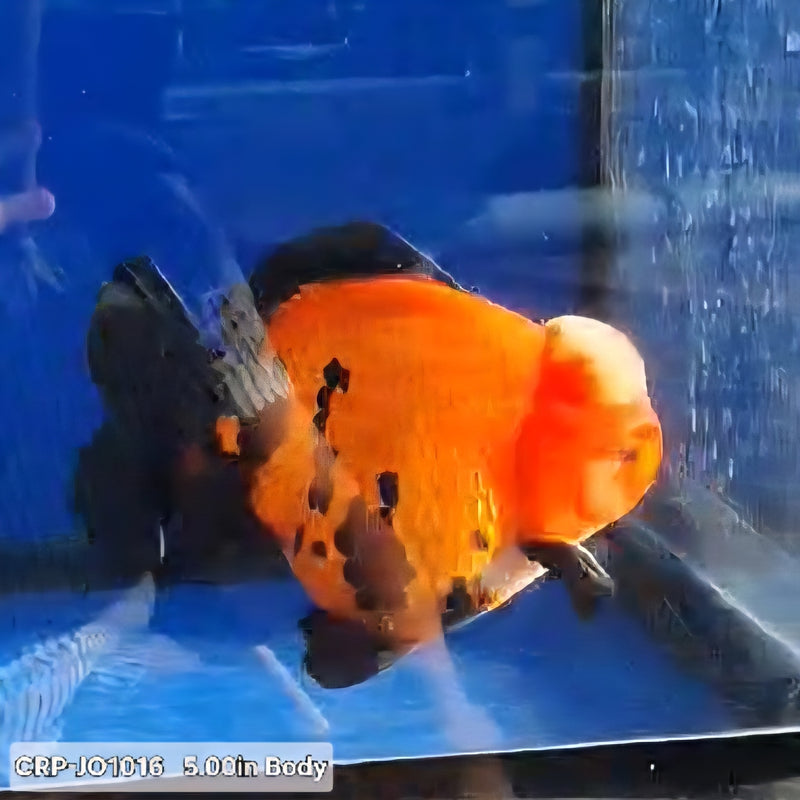 Thai Premium Jumbo Aapche Short Tail Giant Breed 5.00 inch Body Oranda (CRP-JO1016)