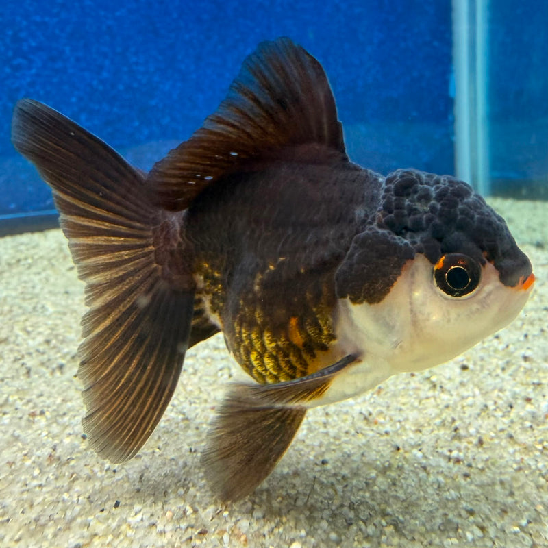 Thai Oranda Panda 2.5in Female (FEB-472)R3A13