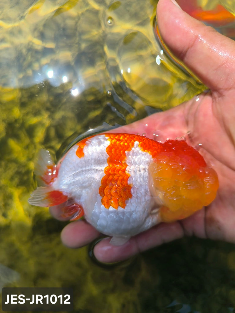 Thai Dragon Head Ranchu Red & White 4.00 inch Body (JES-JR1012)