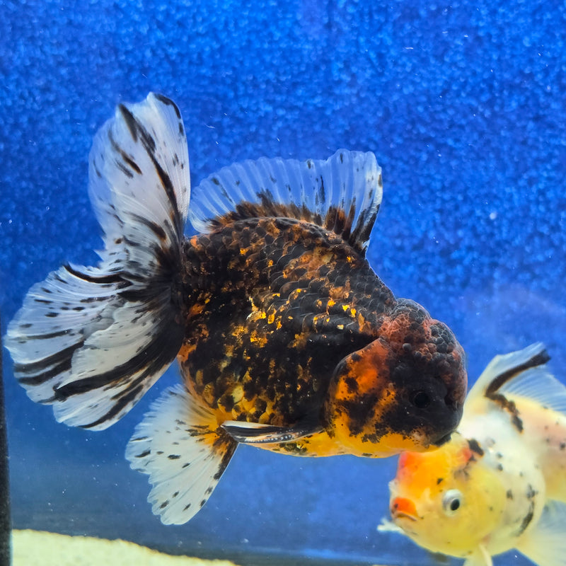 Thai Oranda Black Tiger Body 3.5 in Male (FEB-462)BLUETUBA