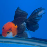 Thai Oranda Tri-Color 2in Male (FEB-550)R3B17