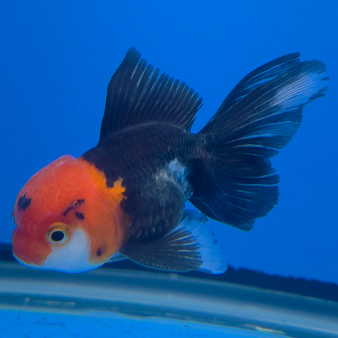 Thai Oranda Tri-Color 2in Male (FEB-550)R3B17
