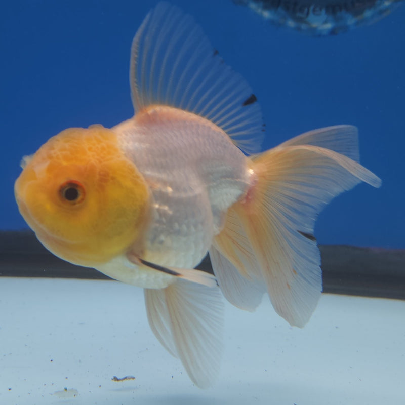Thai Oranda Lemonhead 2.5” Male (FEB-265)R3B18