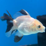 Thai Oranda Lemonhead Panda 2.5” Male(FEB-635)R3B15