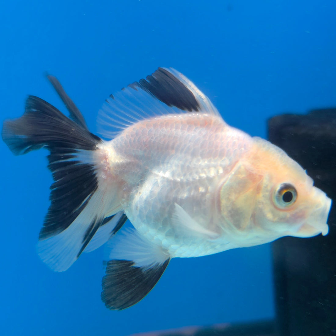 Thai Oranda Lemonhead Panda 2.5” Male(FEB-635)R3B15