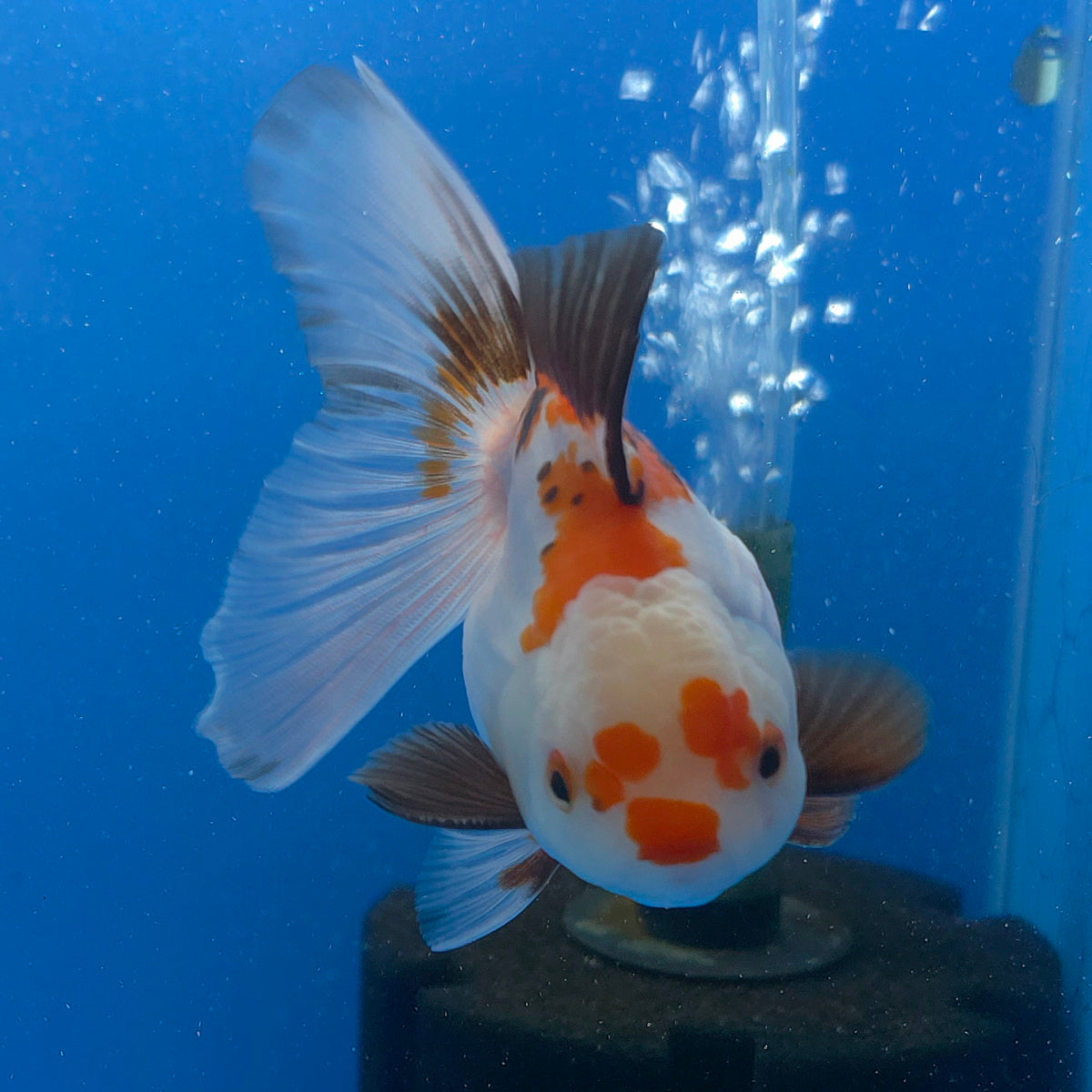 Thai Oranda Lemonhead Tri-Color 3.00" Body Male (FEB-798)R1B03