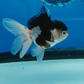 Thai Oranda Tri Color Short body breed 2.5" Body Female 6mths(FEB-560)R3B22