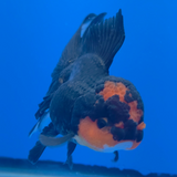Thai Oranda Apache 3.5" Body Female (FEB-771)R2B07