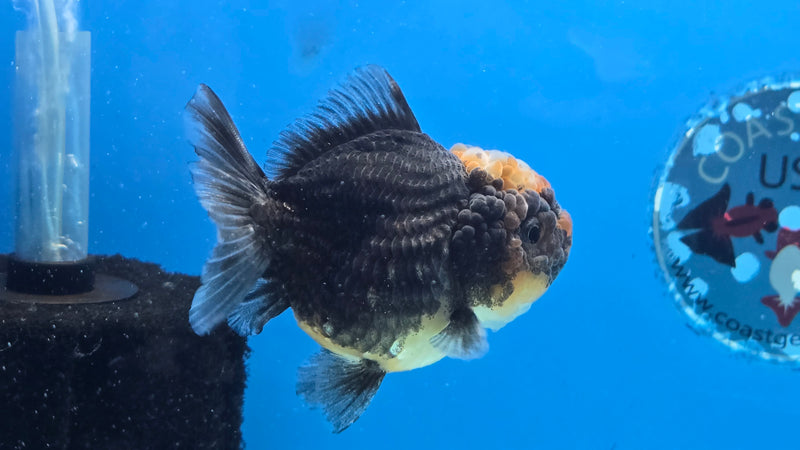 Thai Kirin Calico Yuanbao Oranda 3.00 inch Body Female (NNN-2064)R1A01