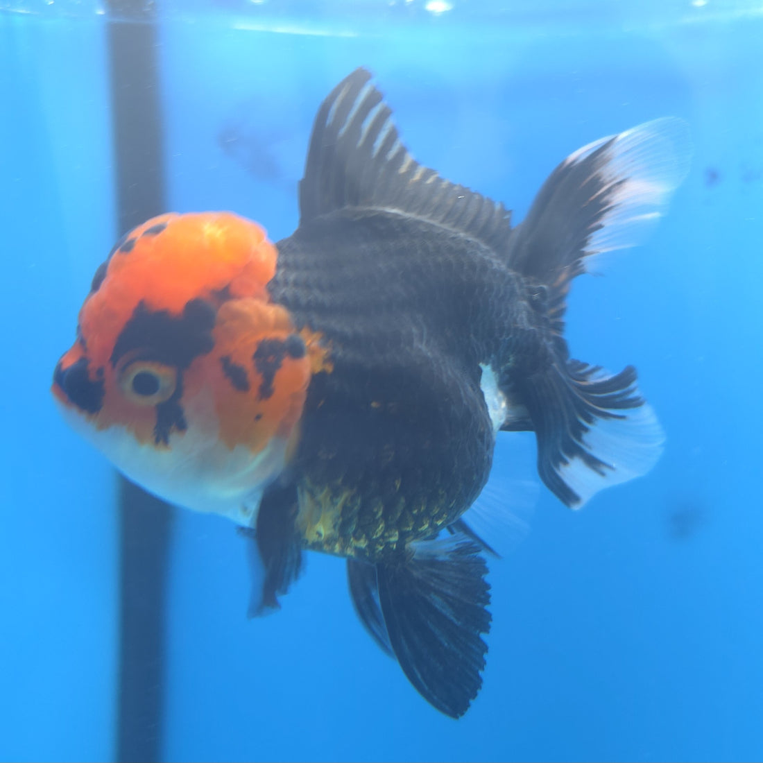 Thai Oranda Apache 2.5” Female(FEB-666)R3B03