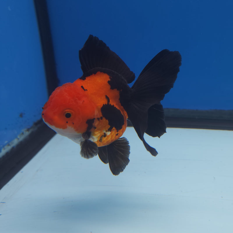 Thai Oranda Apache 3” Female (FEB-253)R3B04