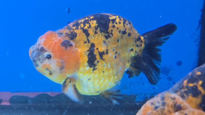 Thai Calico Red Tiger Ranchu 4.00 in Body Male (CK-065)R1A12