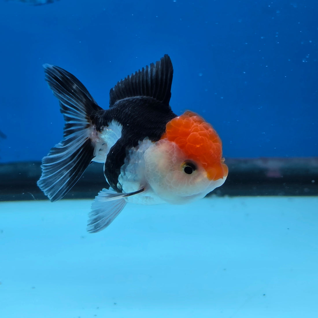 Thai Oranda Tri Color 2.5 in Female (FEB-516)R3A08