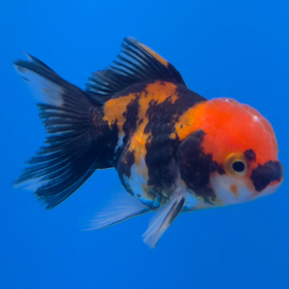 Thai Oranda Tri-Color 2in Male (FEB-551)R3B17