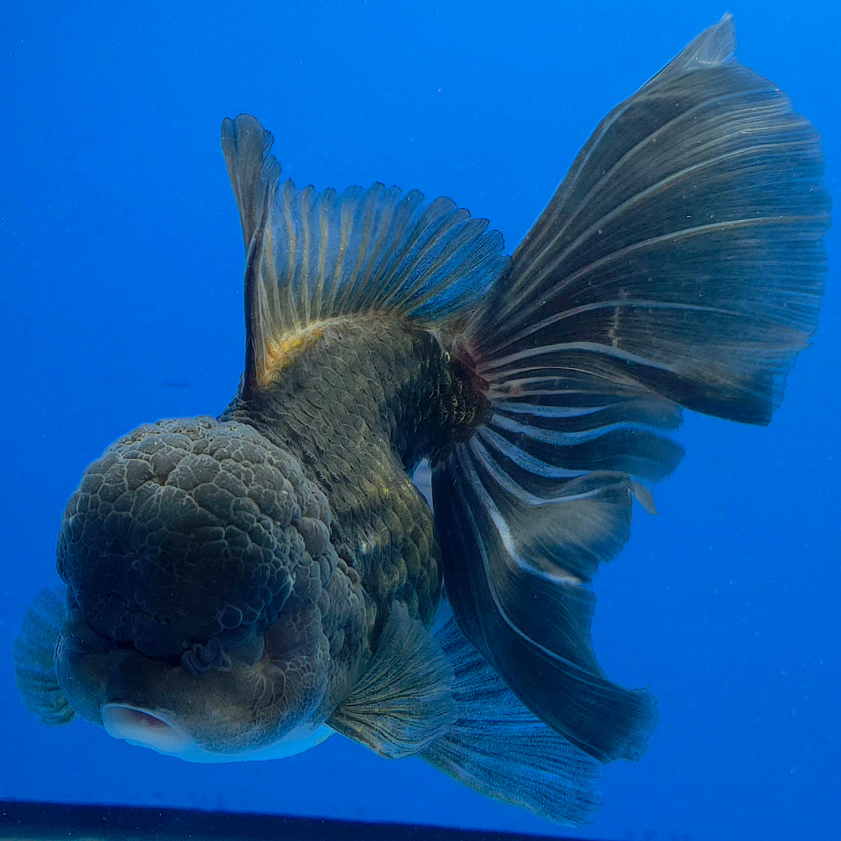 Thai Oranda Jumbo AA Grade Black 4.50 inch Body Female(FEB-849)R2A16