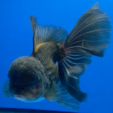Thai Oranda Jumbo AA Grade Black 4.50 inch Body Female(FEB-849)R2A16