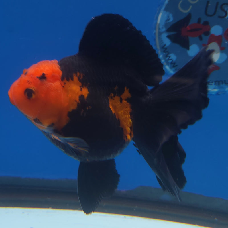 Thai Jumbo Oranda Apache 5in Female (FEB-221)BLUETUB2