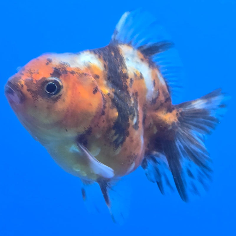 Thai Shogun Calico Oranda 2.5" Body Male A+ Grade(CK-604)R3A01