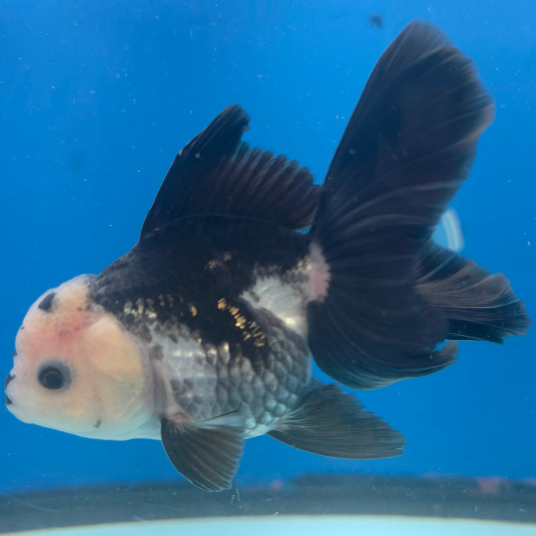 Thai Oranda Lemonhead Panda Silver 2.5” Female(FEB-683)R3B01