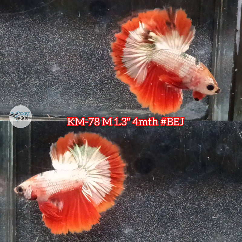 Live Male Betta Fancy Copper Red Startail Halfmoon (KM-78) High quality what you see what you get!!