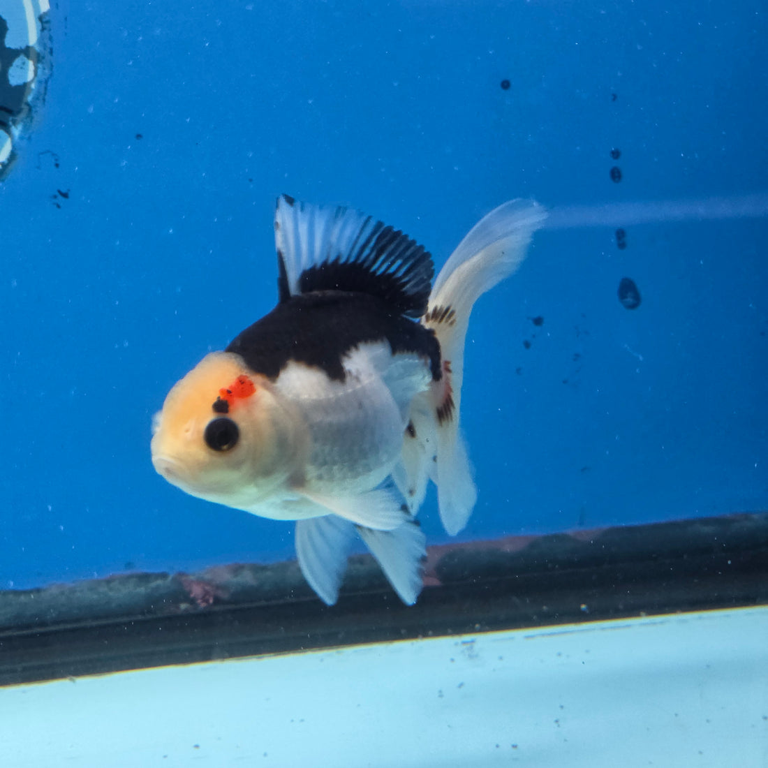 Thai Oranda Panda 2.8 in Body Female (FEB-529)R3A06