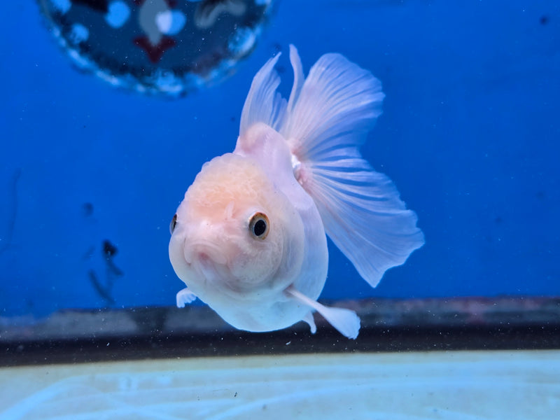 Thai Lemon Head White Oranda Orchid Tail Medium Breed 3.00 inch Body Female (NNN-2068)R1A05
