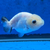 Thai Ranchu White Tiger 2.50" Body Female (FEB-868)R2B02